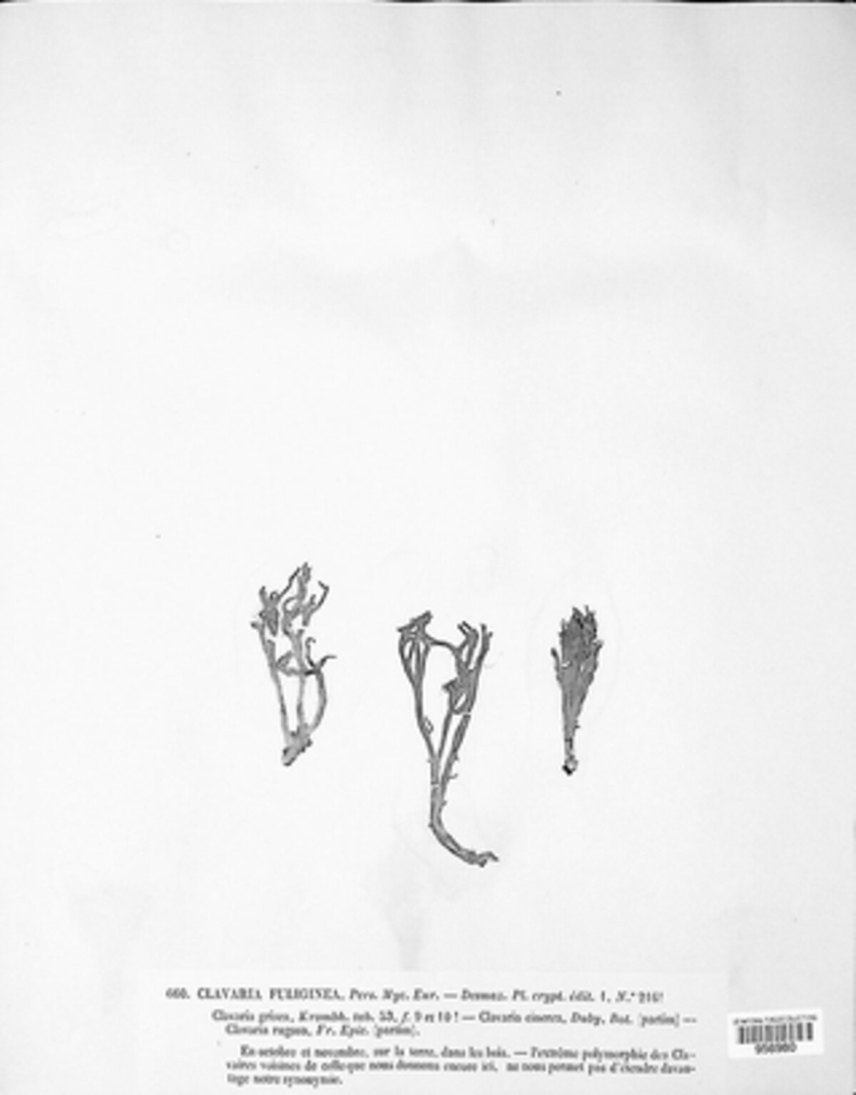 Clavulina cinerea image